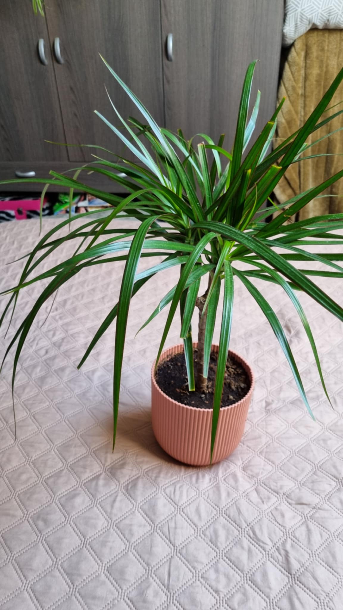 Dracaena reflexa Lam Image 2